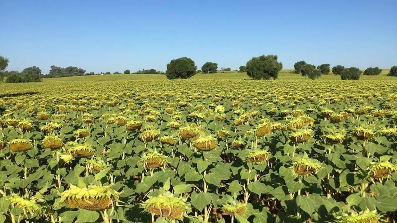 Una plantaci&oacute;n de girasol este mes de julio - Rafael Mu&ntilde;oz