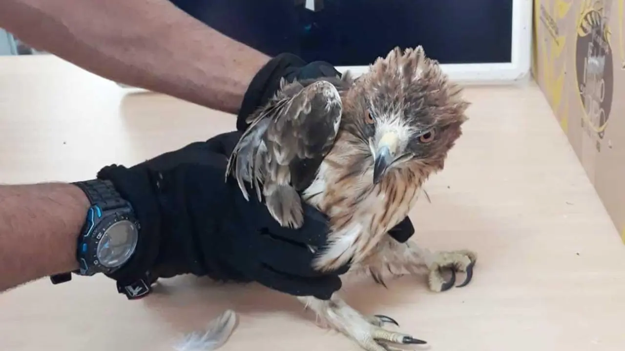 Una de las aves recuperadas - A. I.