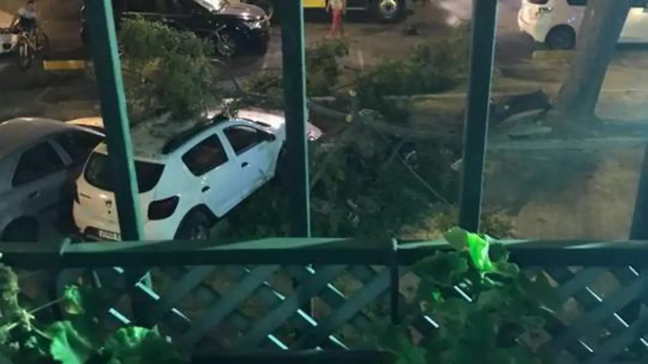 Rama de un &aacute;rbol ca&iacute;da en la Plaza de Toros. - Andaluc&iacute;a Informaci&oacute;n