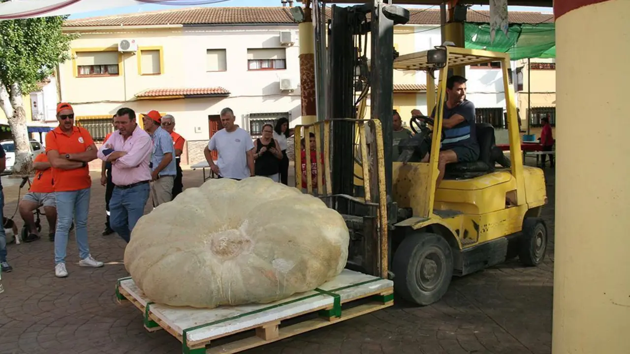 Con 506 kilos, gana el III Concurso de Calabazas Gigantes de Mollina