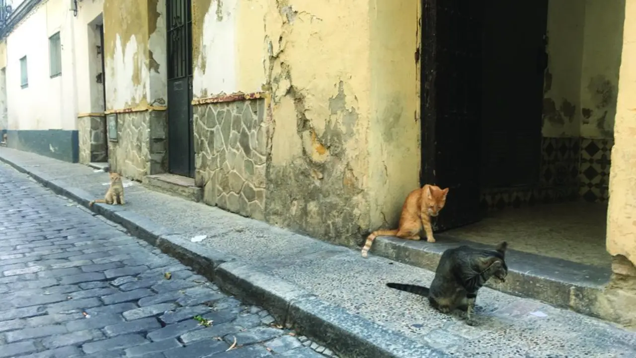 Gatos por toda la calle.  - Cedida