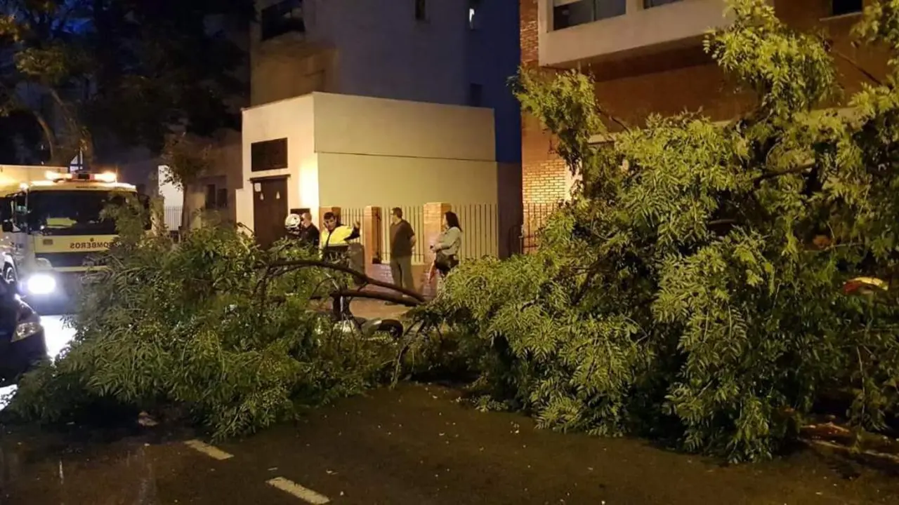 Ca&iacute;da de &aacute;rbol en la calle Acacias. - Viva