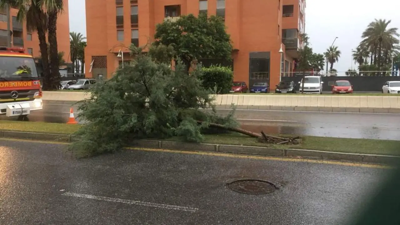 &Aacute;rbol ca&iacute;do en calle Pac&iacute;fico (M&aacute;laga) - VM