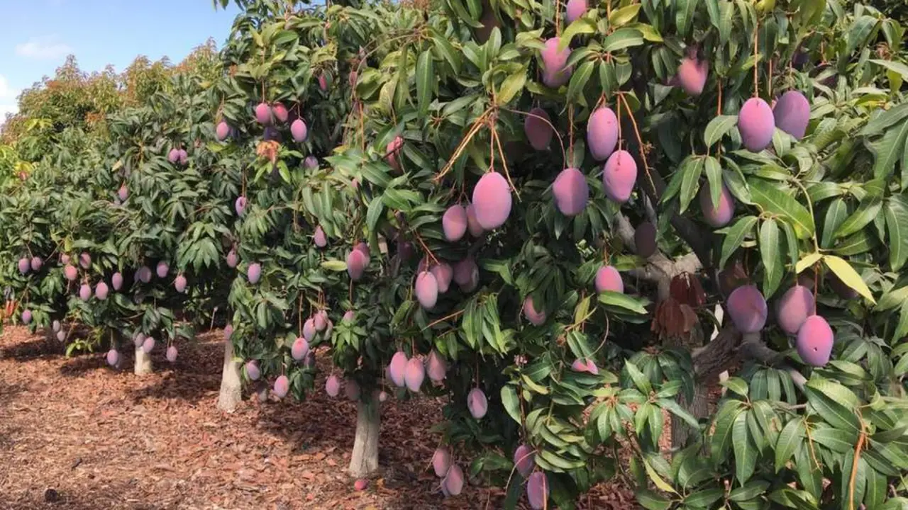 Cultivo de mangos. - VM