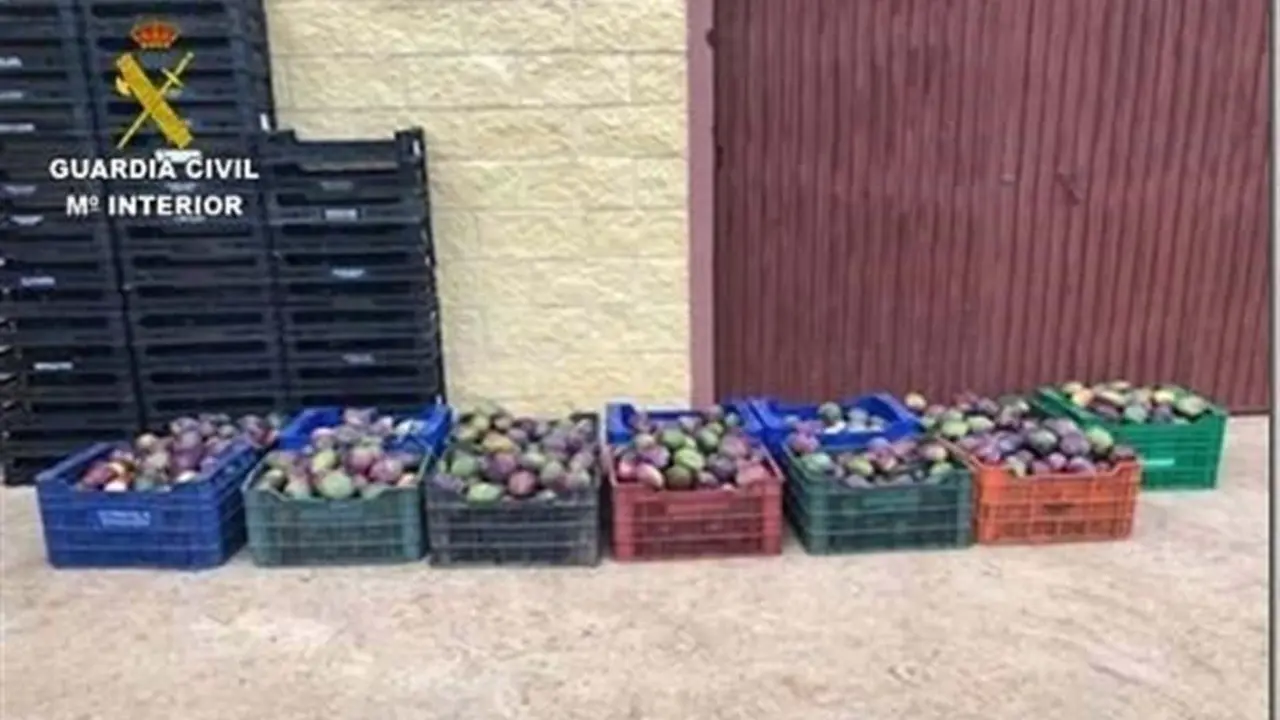 Mangos robados. - VH