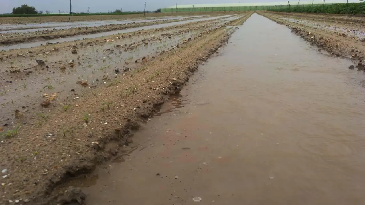 La zanahoria, perjudicada por las ultimas lluvias - Ra&uacute;l J. Bustillos