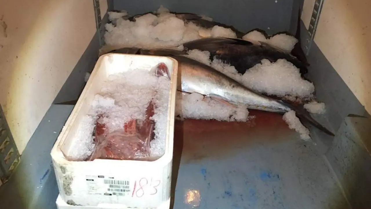 Decomisan casi 4 toneladas de pulpo ilegal y 4 atunes rojos en M&aacute;laga
