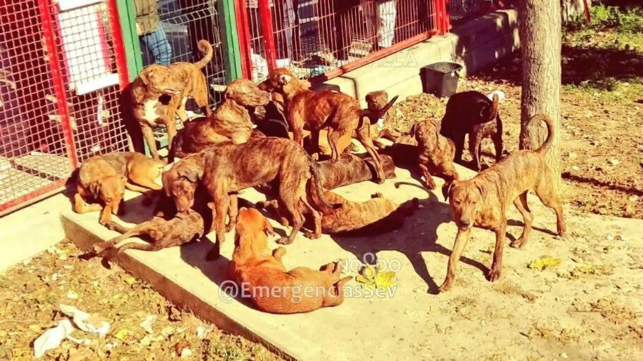 Investigan el abandono de 18 perros dentro de un parque infantil
