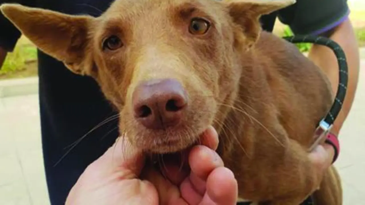 La perrita tres veces abandonada. - @perrosdemalaga