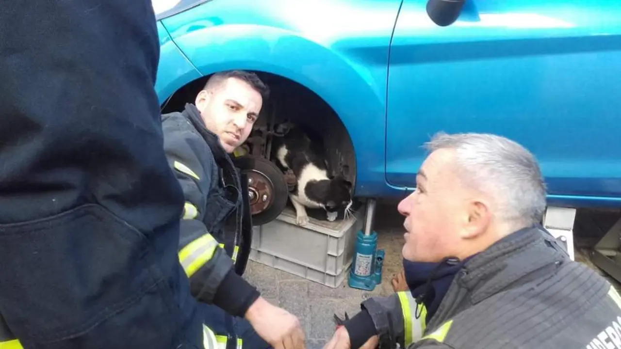 El complicado rescate de un gato atrapado en un coche en M&aacute;laga