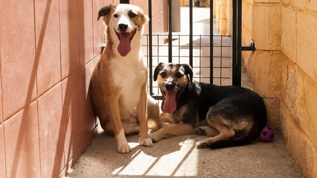 Perros de M&aacute;laga. - VM