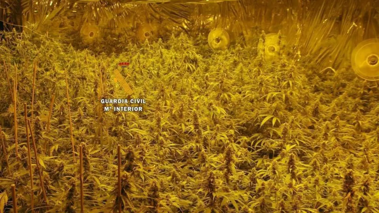 cultivo desmantelado. - guardia civil