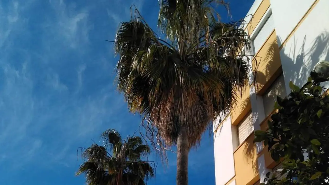Palmeras de Durango. - AI