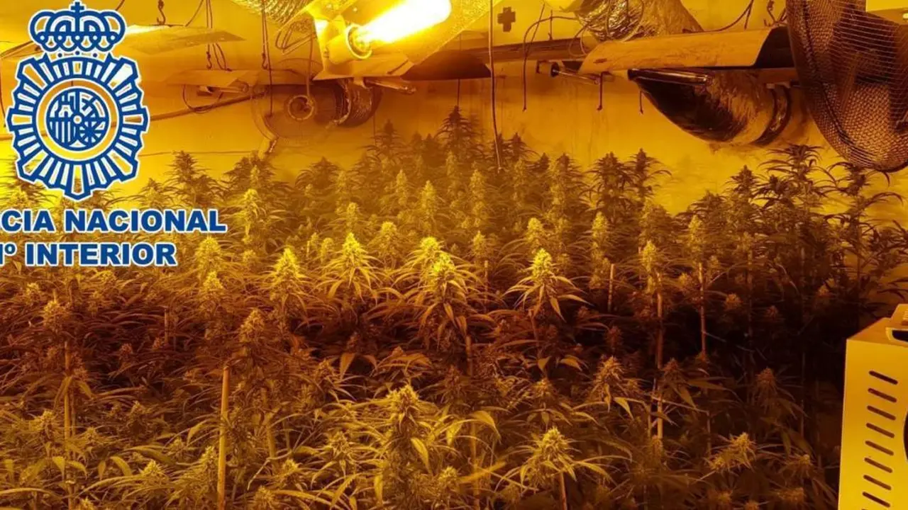 Plantaci&oacute;n de marihuana. - Polic&iacute;a Nacional.