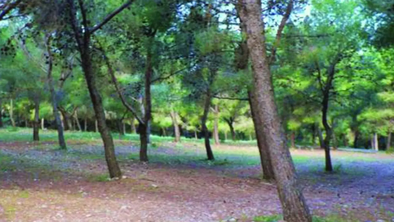 Pinares de Torremolinos. - V.M.
