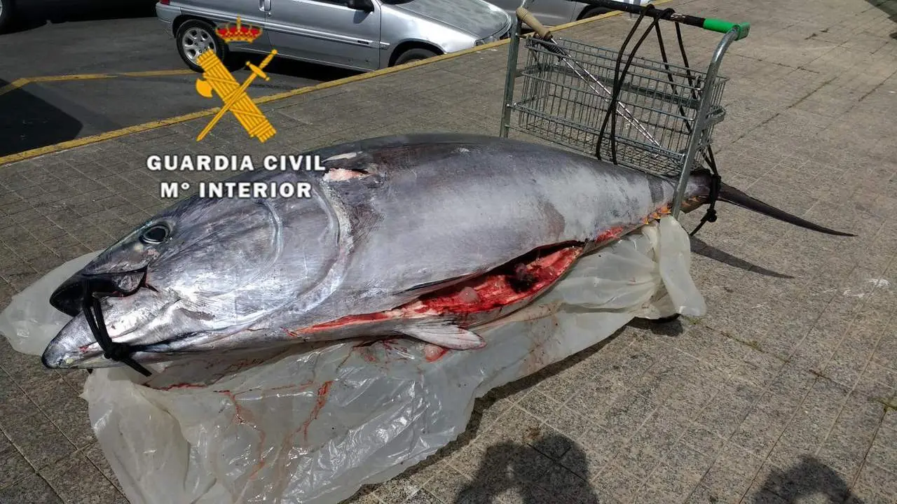 At&uacute;n pescado ilegalmente. - VM