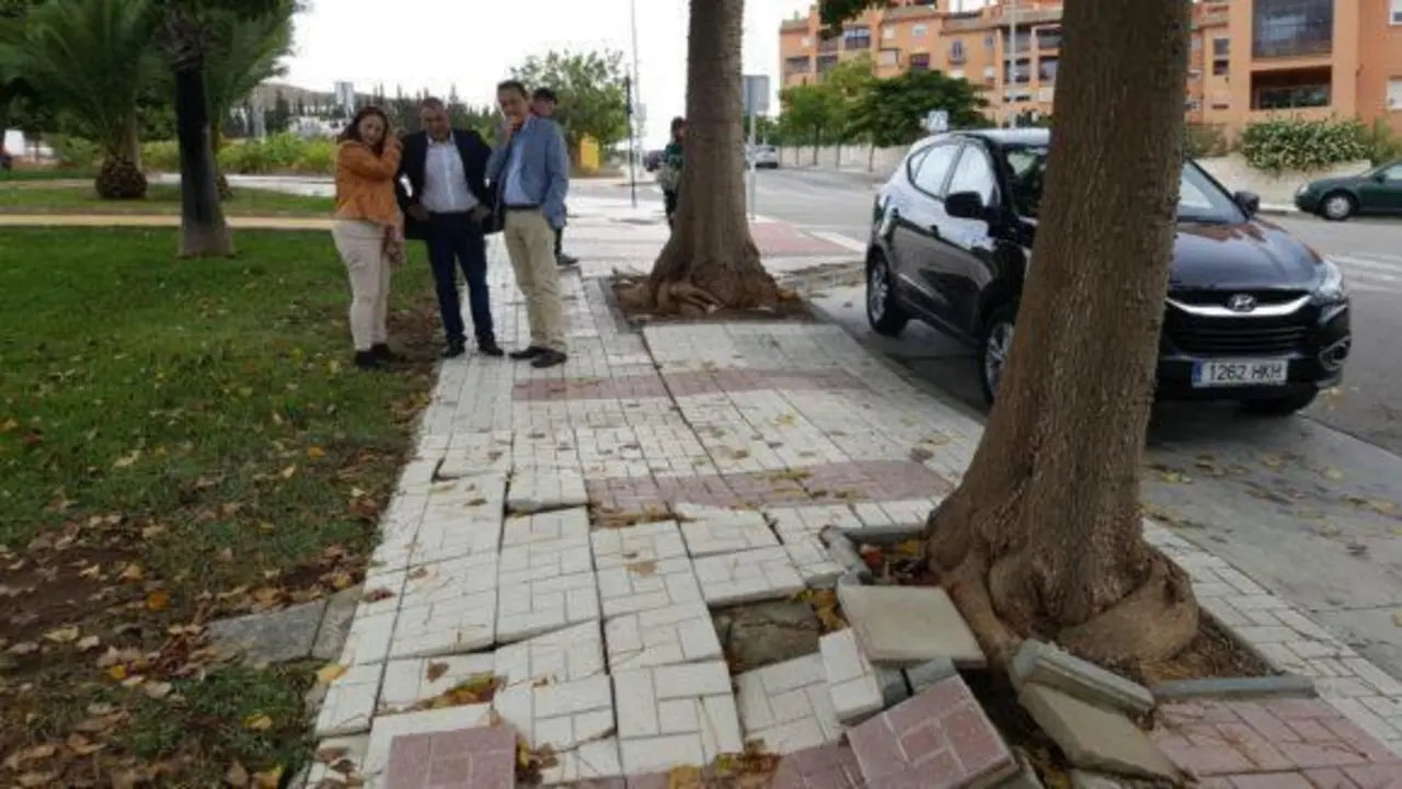 Da&ntilde;o de los &aacute;rboles en las aceras. - V.M.