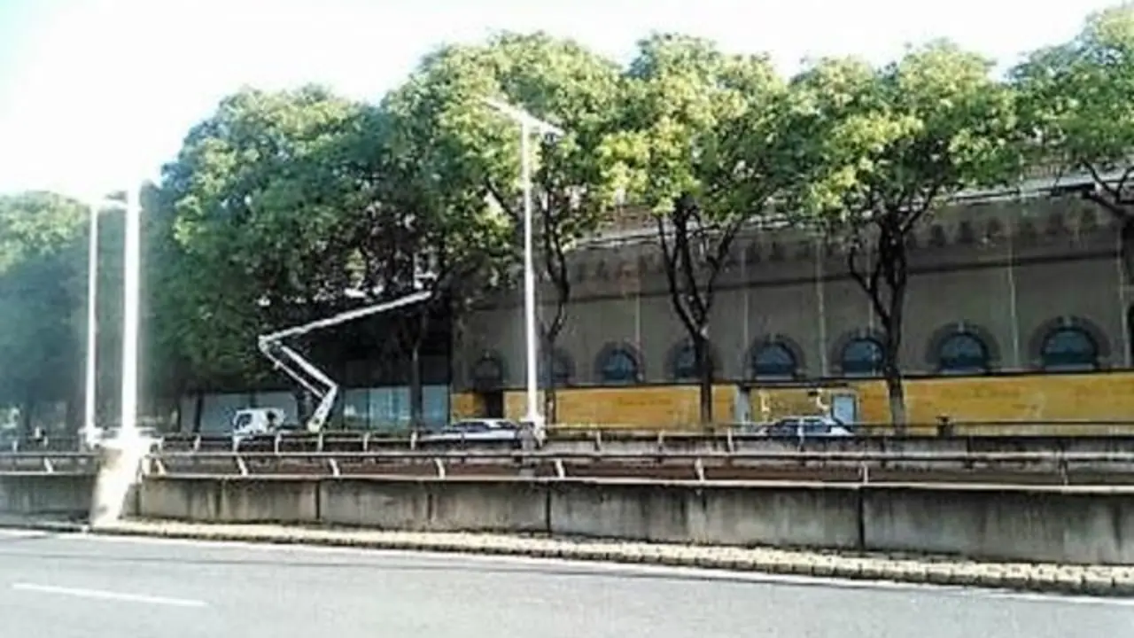 Tipuanas en Plaza de Armas - Amigos Parques Jardines