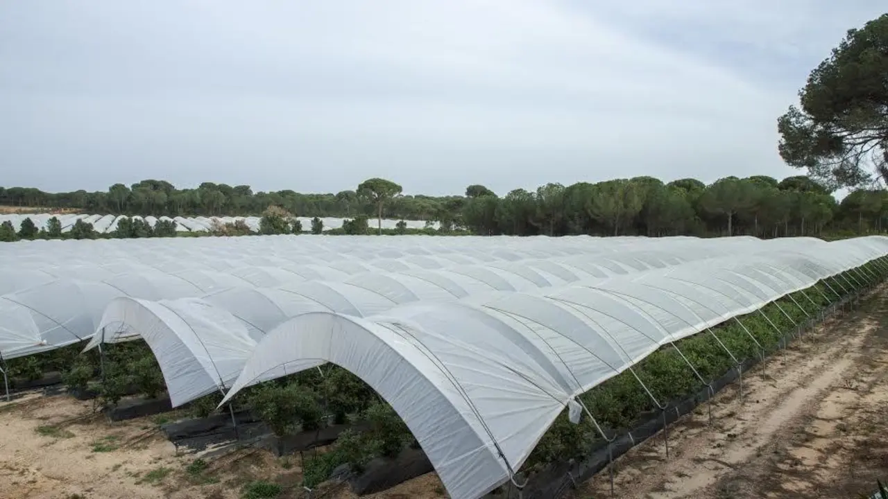 Plantaci&oacute;n agr&iacute;cola. - VH