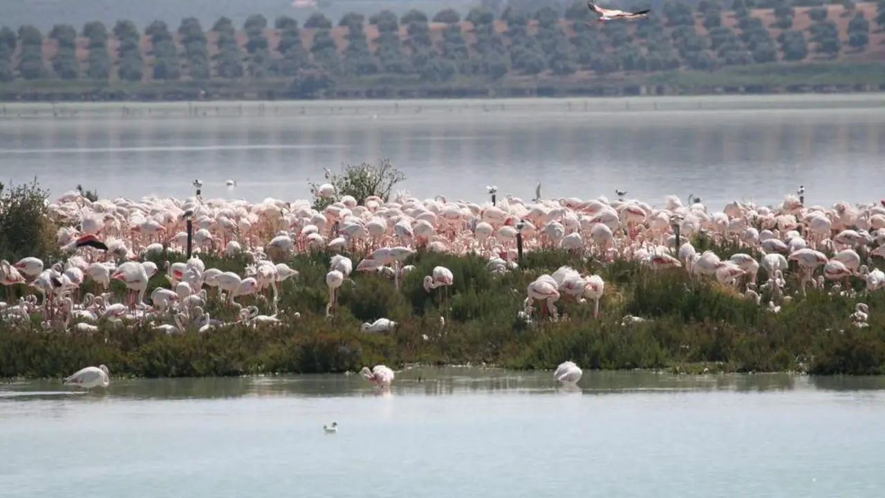 La Laguna de Fuente de Piedra alberga 8.000 parejas de flamencos rosas
