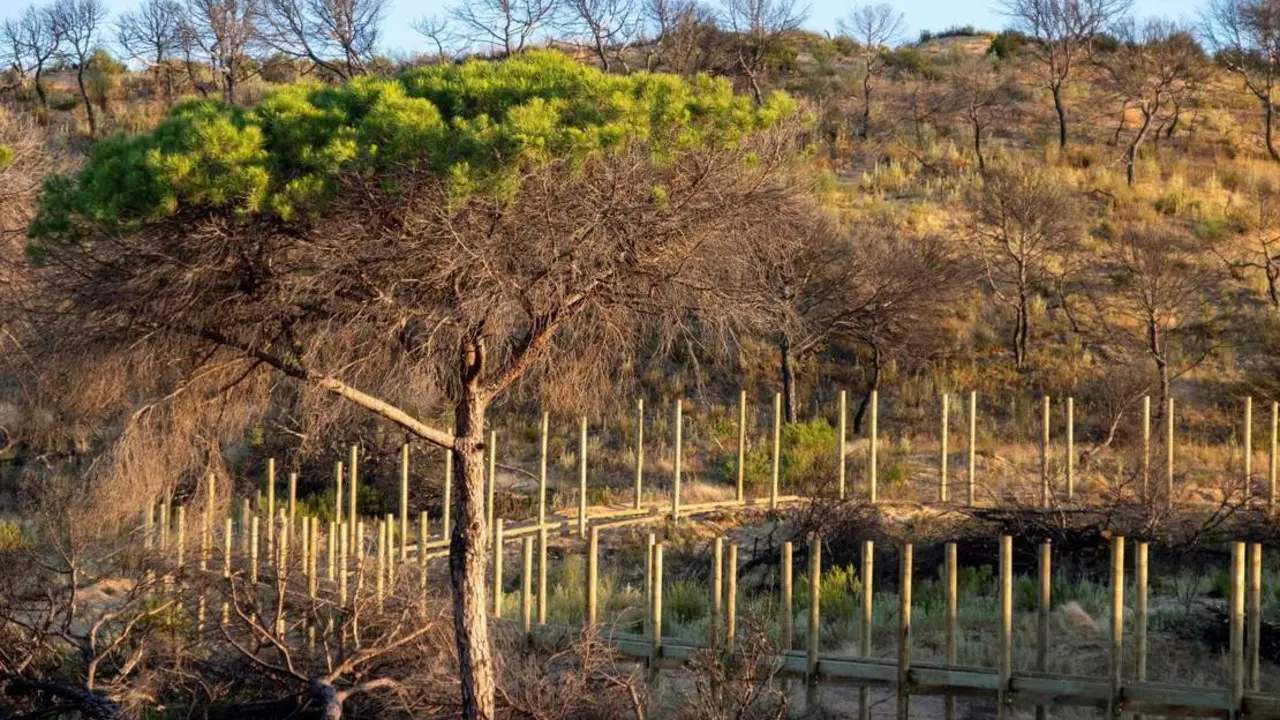 Reforestaci&oacute;n de Do&ntilde;ana. - EFE