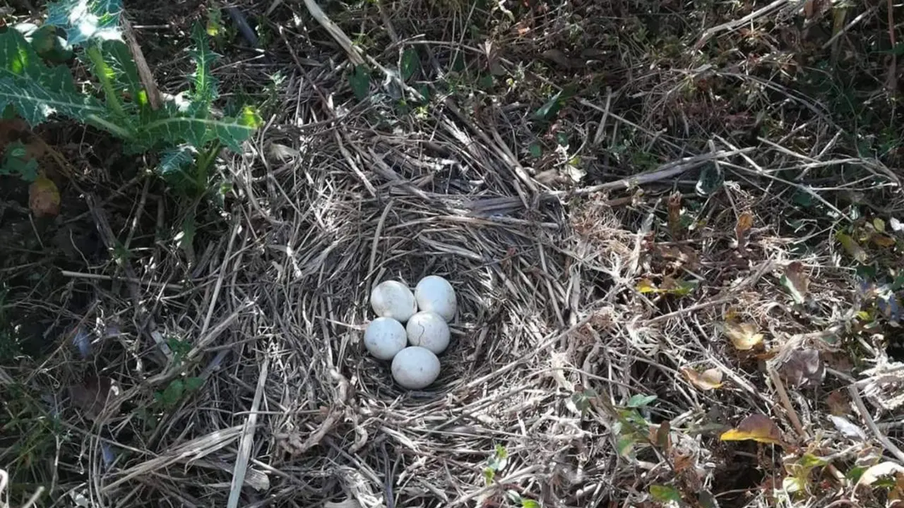 Huevos de aguilucho cenizo. - VH