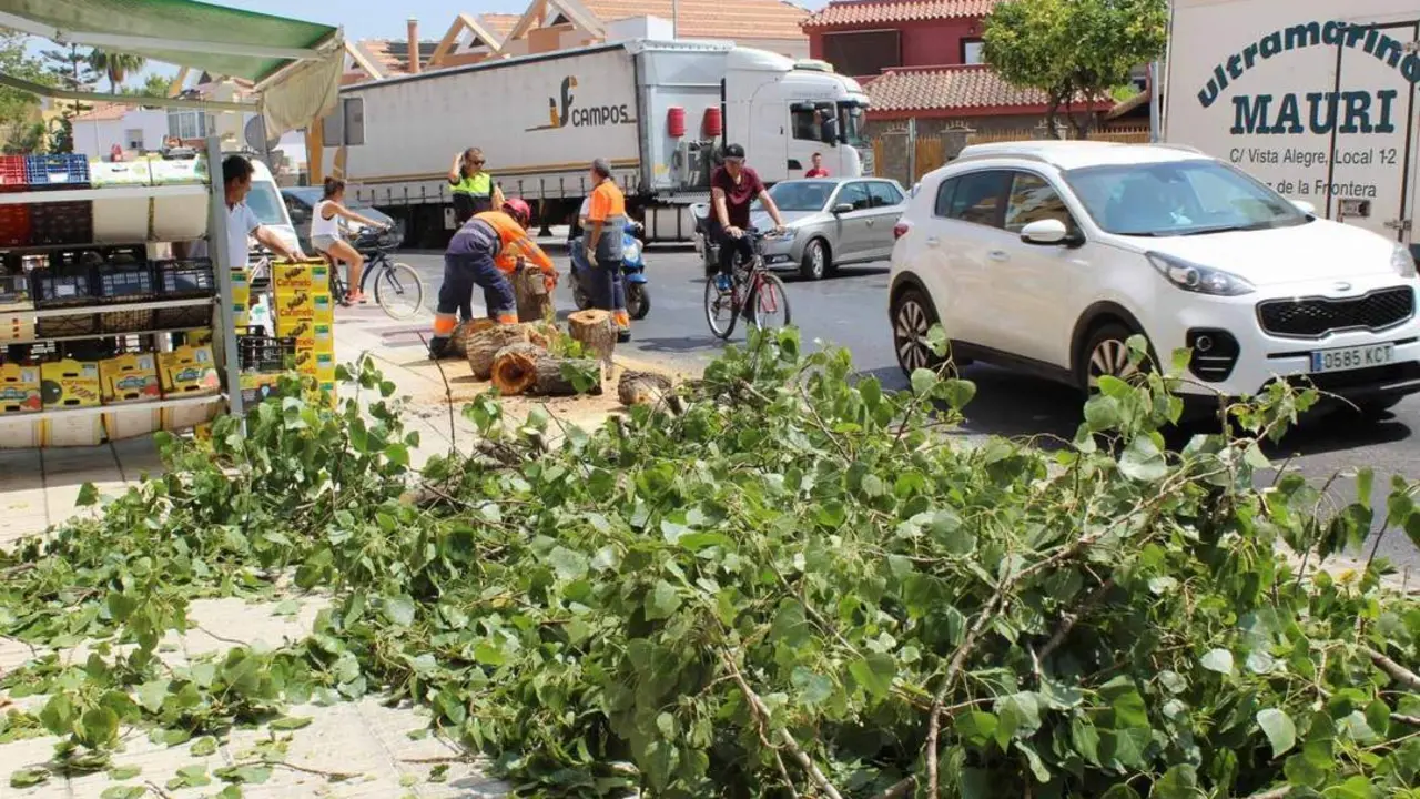 Retirada de los restos del &aacute;rbol - Ra&uacute;l J. Bustillos