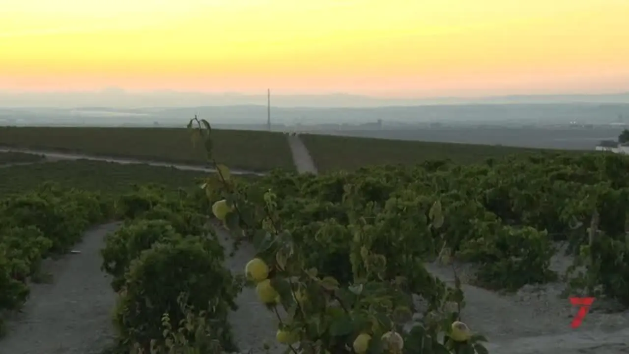 &lsquo;Pagos del Sherry&rsquo;, la nueva gran apuesta por el enoturismo en Jerez