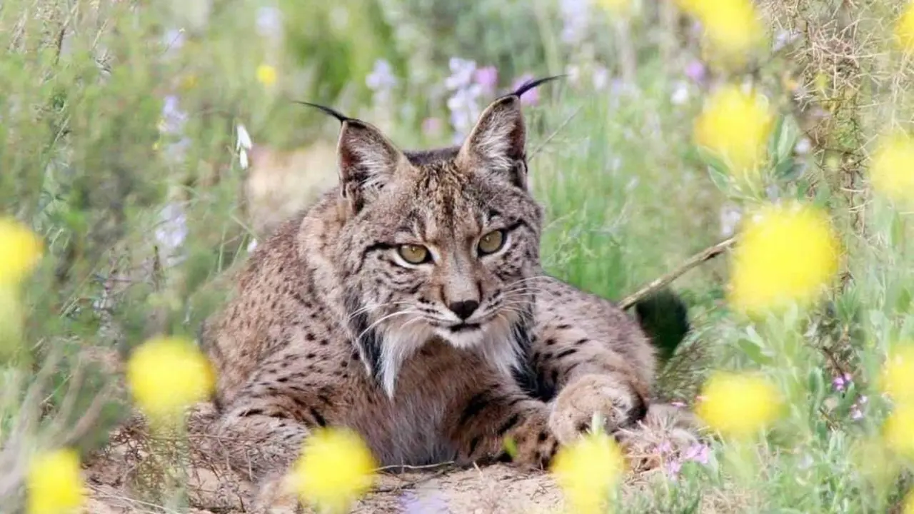 Un lince adulto. - Archivo
