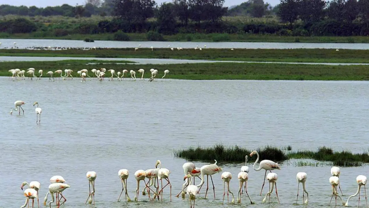 Do&ntilde;ana.  - Efe