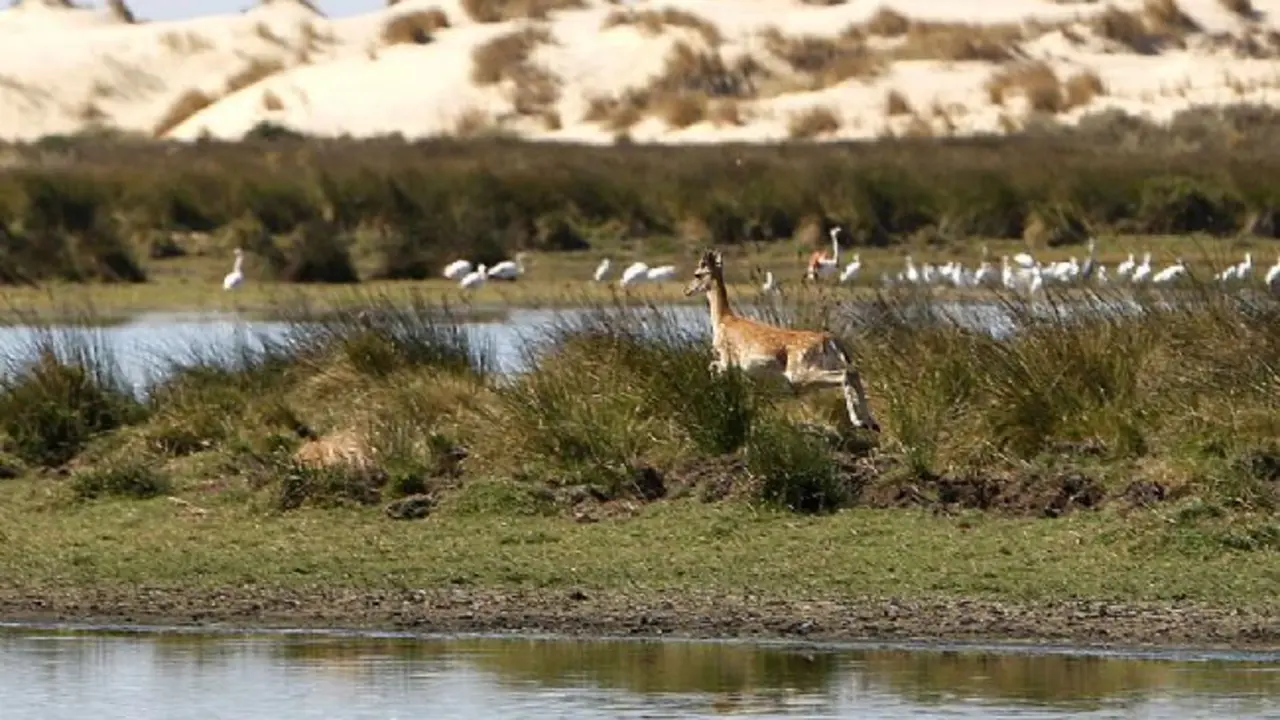 Do&ntilde;ana. - EFE