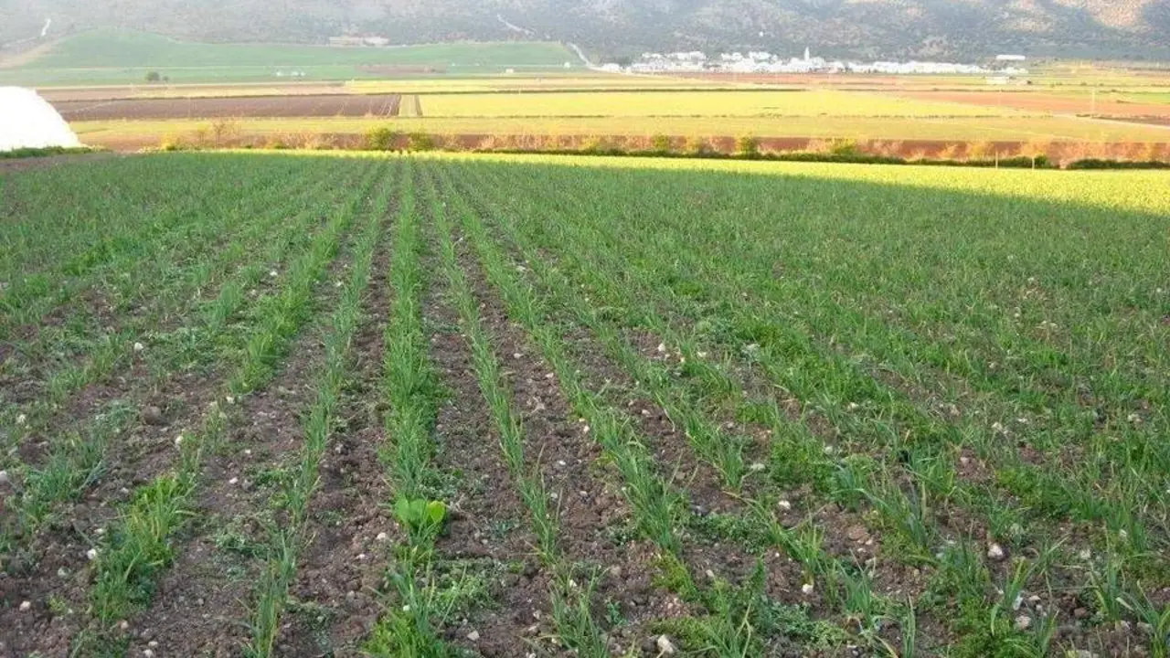 Finca de agricultura ecol&oacute;gica. - VH
