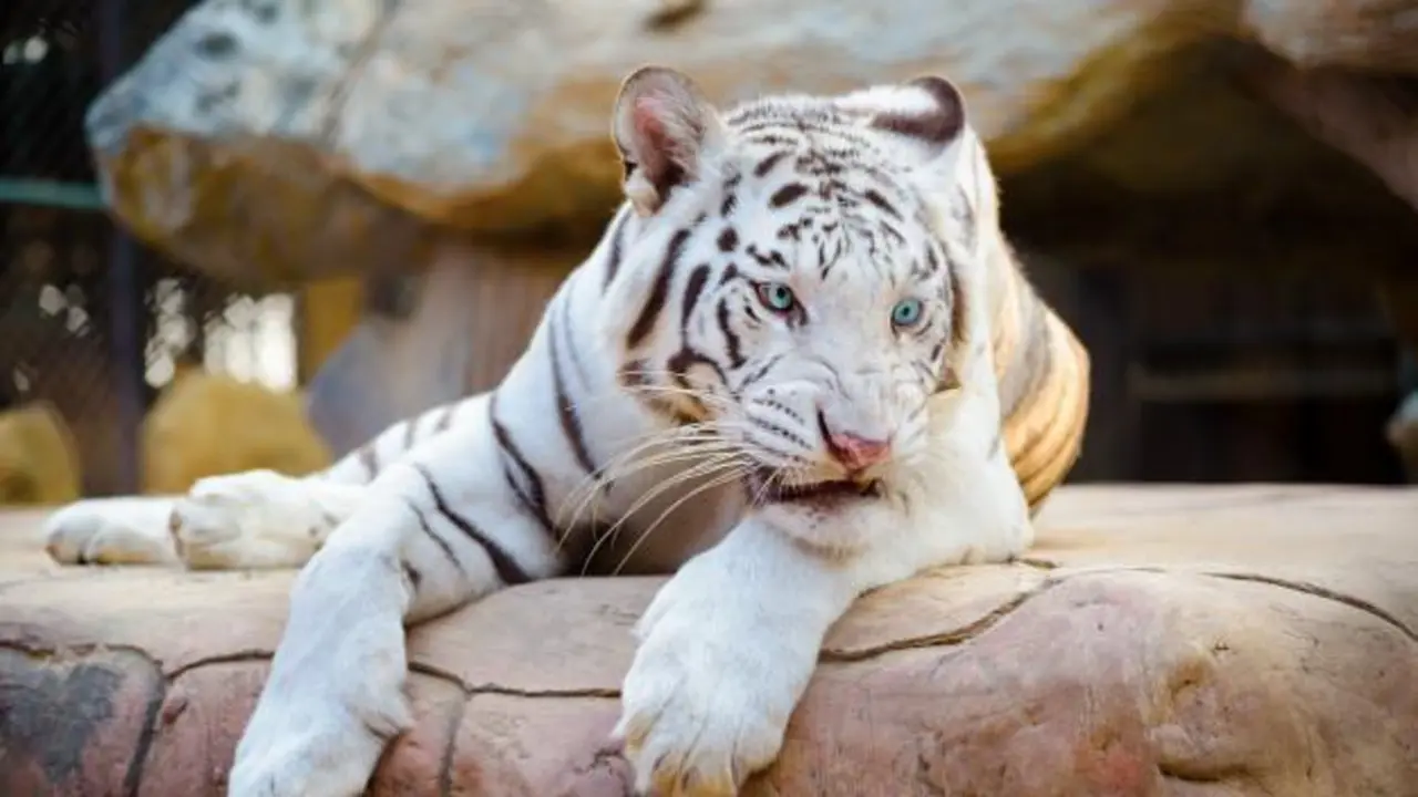 Tigre albino. - Archivo