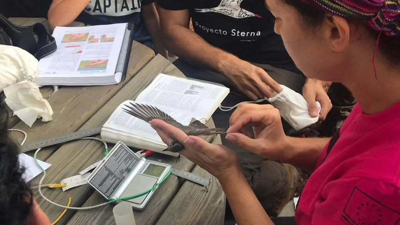 Estudio de aves en la Laguna Primera de Palos. - VH