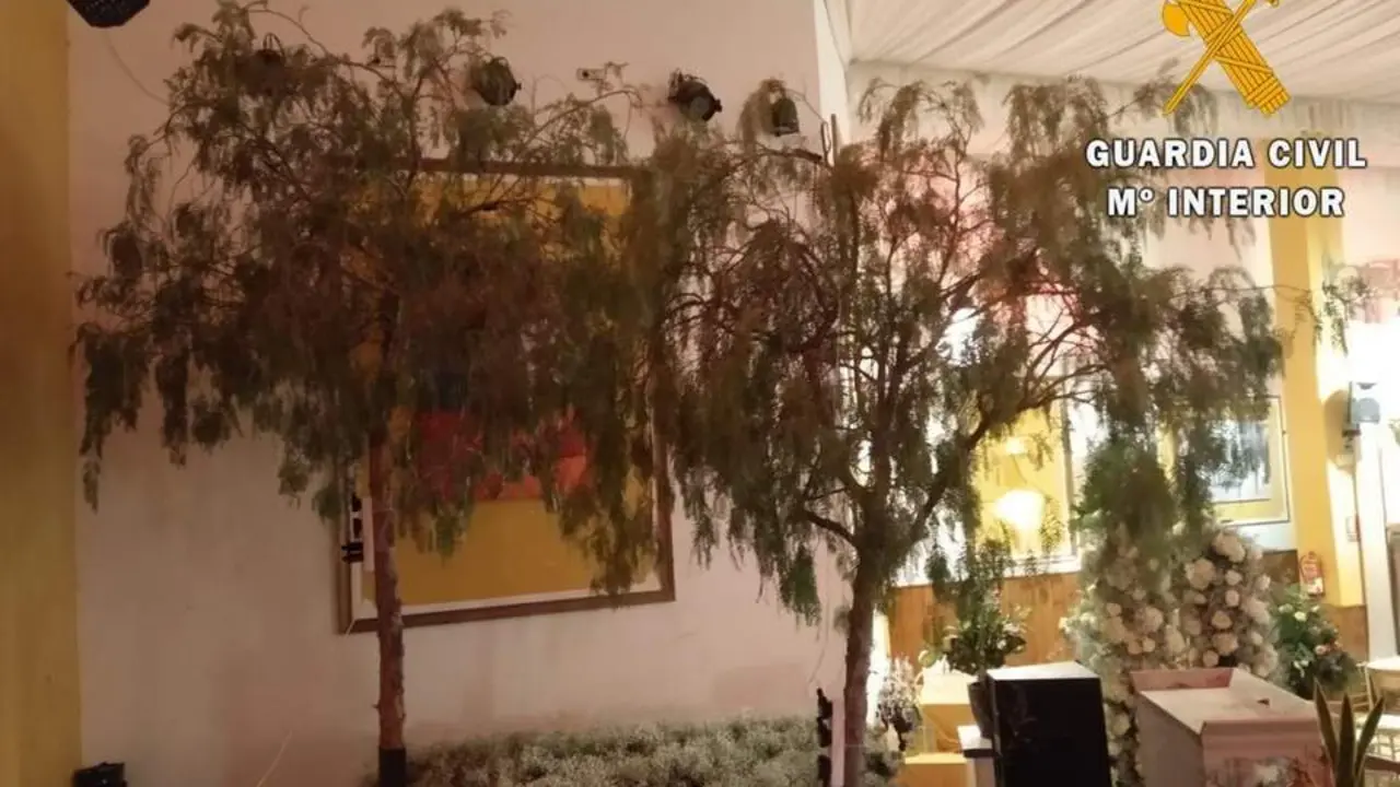 &Aacute;rboles cortados en Benahadux. - AI