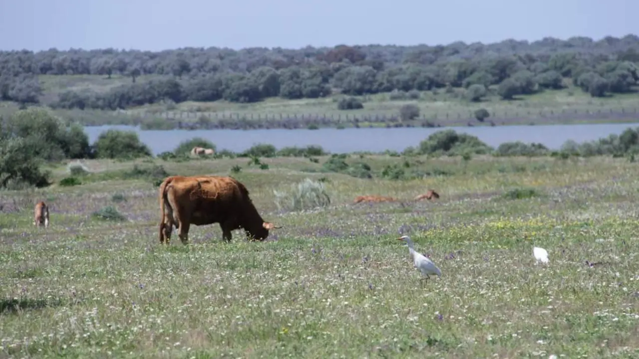 Do&ntilde;ana. - SEO/BIRDLIFE