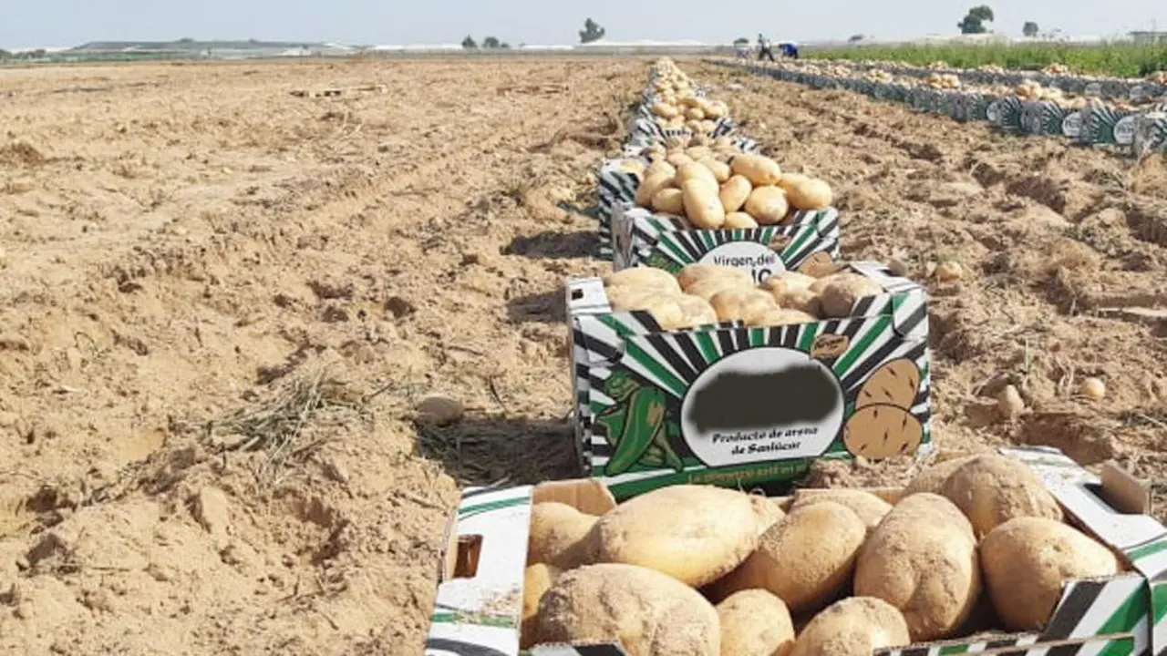 La campa&ntilde;a de la patata de oto&ntilde;o se est&aacute; viendo afectada por los robos  en La Algaida - Ra&uacute;l J. Bustillos