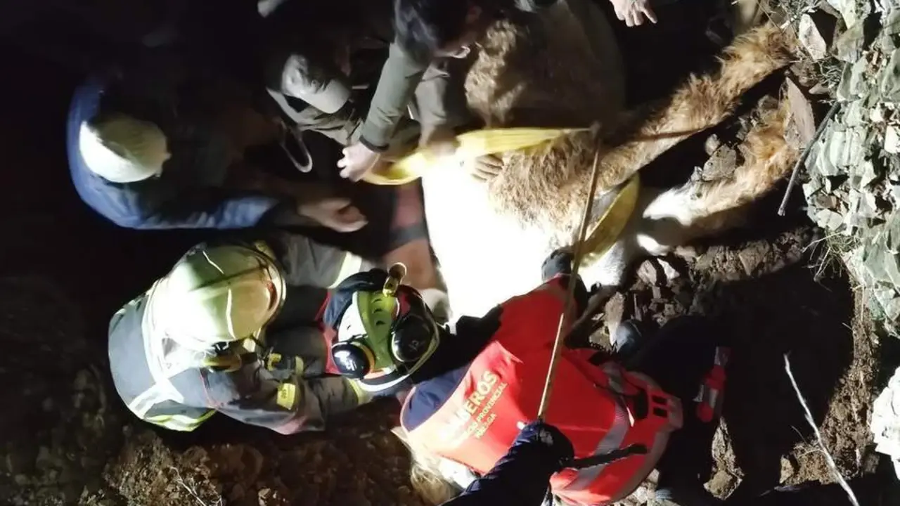 El complicado rescate de una yegua con final triste en M&aacute;laga