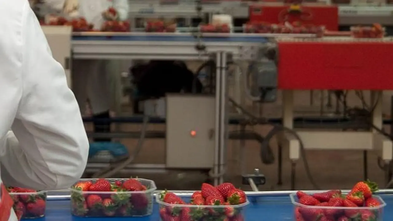 Envasado de fresas. - VH