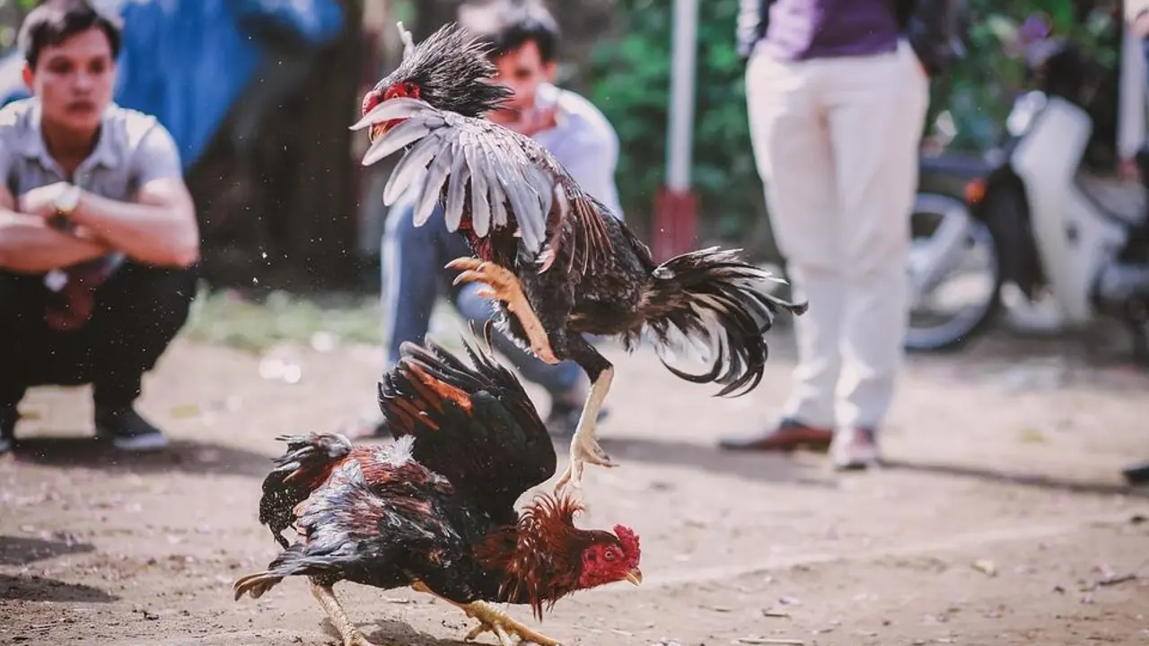 Pelea de gallos. - AI
