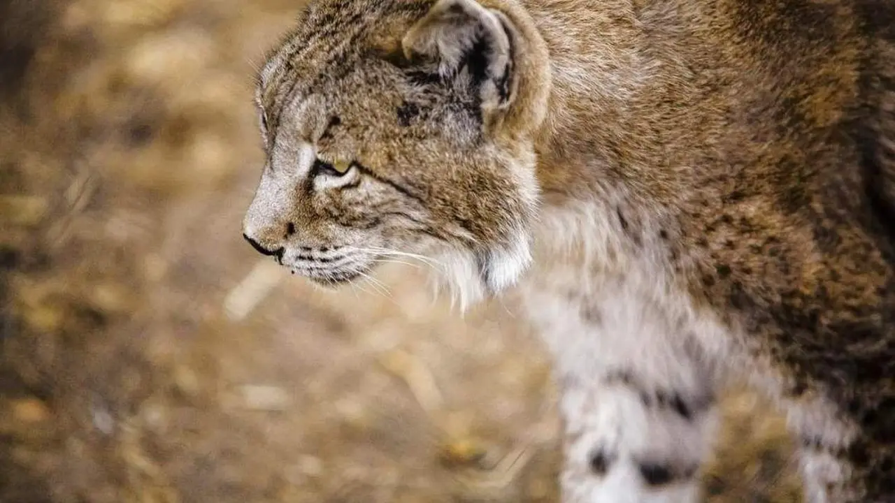 Lince ib&eacute;rico. - ep
