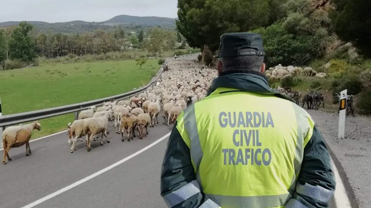 Traslado del reba&ntilde;o. - AI