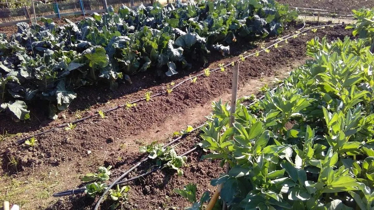 Huertos urbanos - CSIC