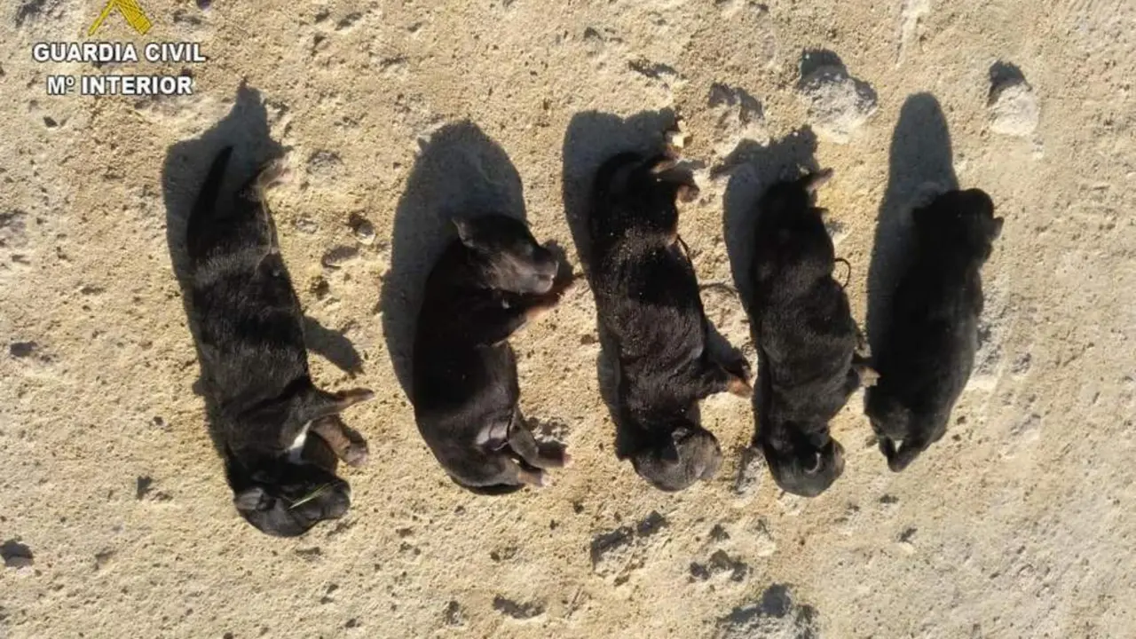 Imagen de los perros a los que mat&oacute; estrell&aacute;ndolos contra el suelo. - 