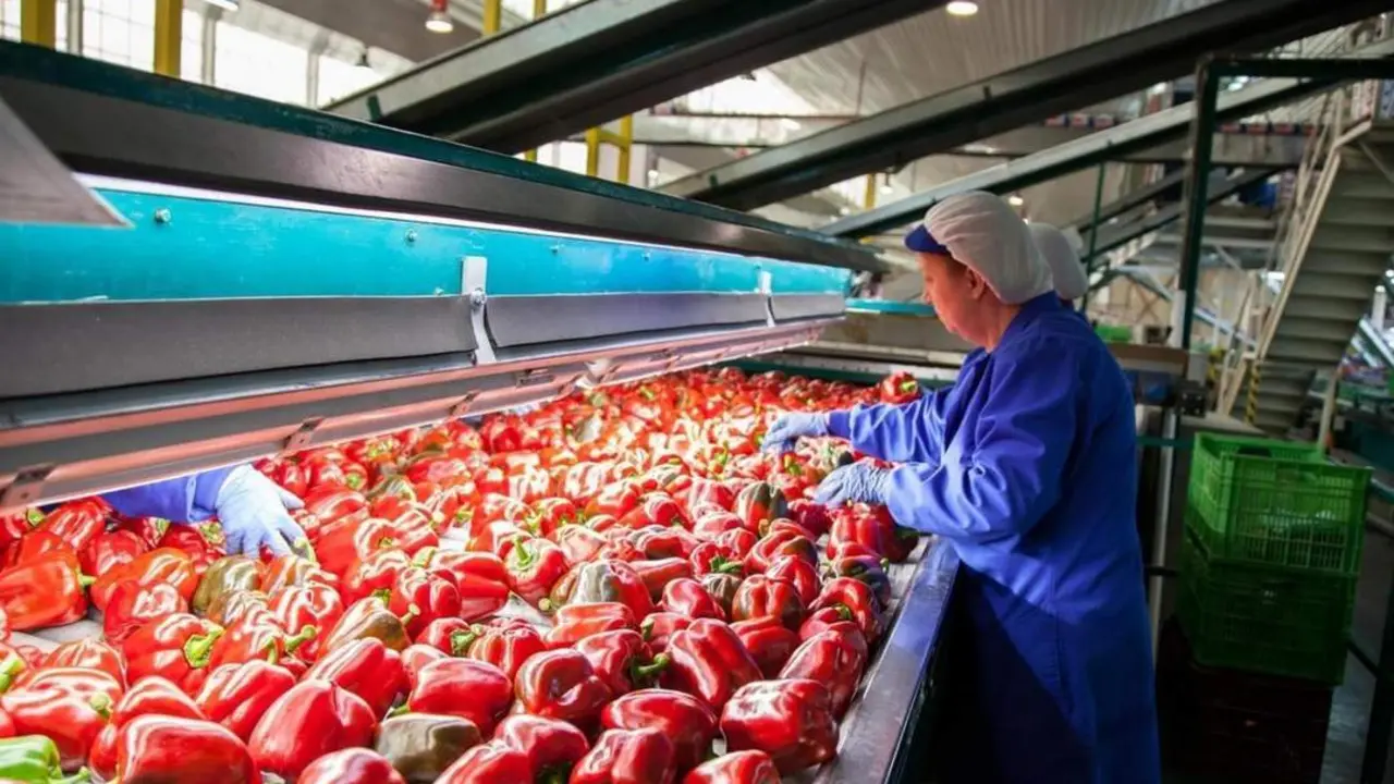 El sector agroindustrial es el que m&aacute;s peso tiene en el cooperativismo andaluz. - E. P.