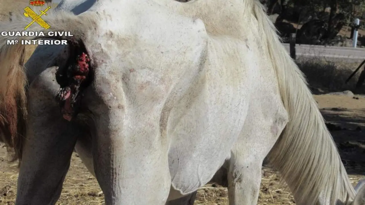 Uno de los caballos desnutridos. - DGGC