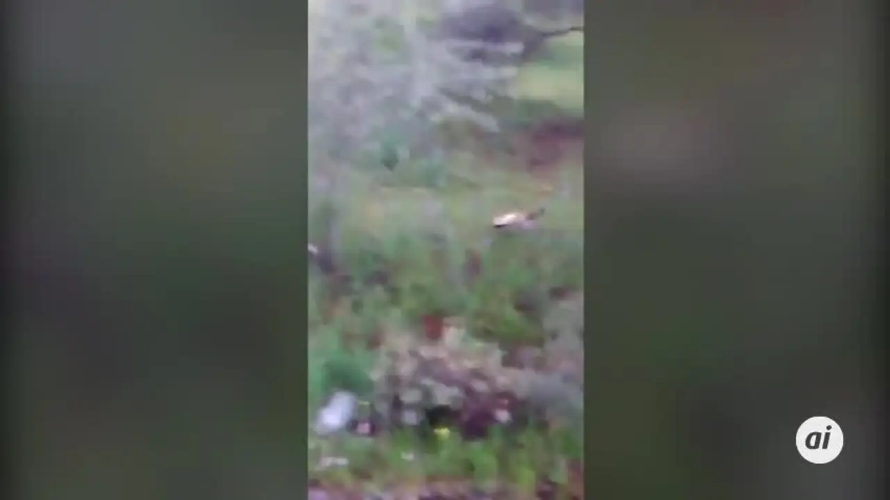 Detenido tras publicar c&oacute;mo mataba a un gato desde su balc&oacute;n en Aroche