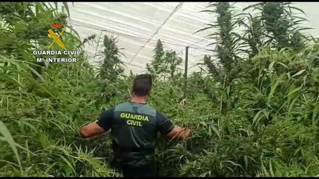 Un agente de la Guardia Civil en uno de los invernaderos donde cultivaban marihuana. - Guardia Civil.