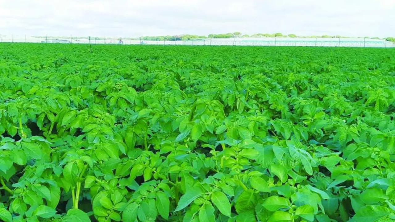 Campo de cultivo de La Algaida en una imagen tomada hoy lunes - Guancho Ib&aacute;&ntilde;ez