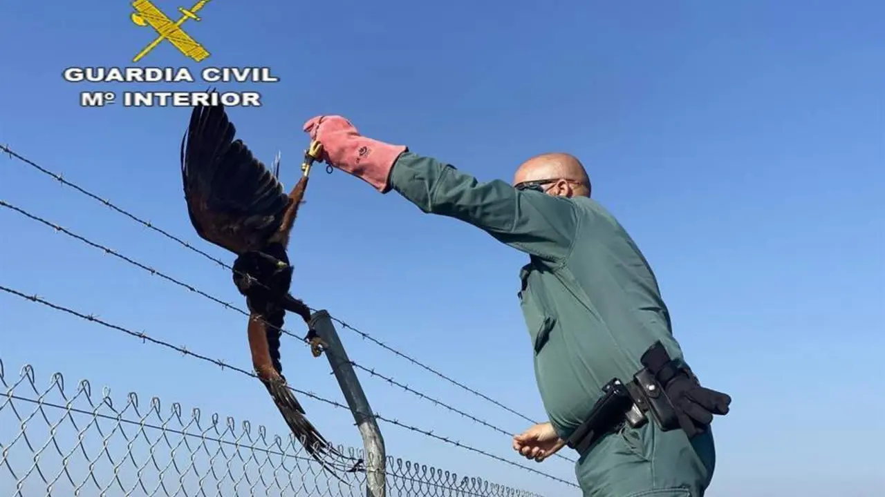 Halc&oacute;n atrapado en la valla met&aacute;lica. - Guardia Civil